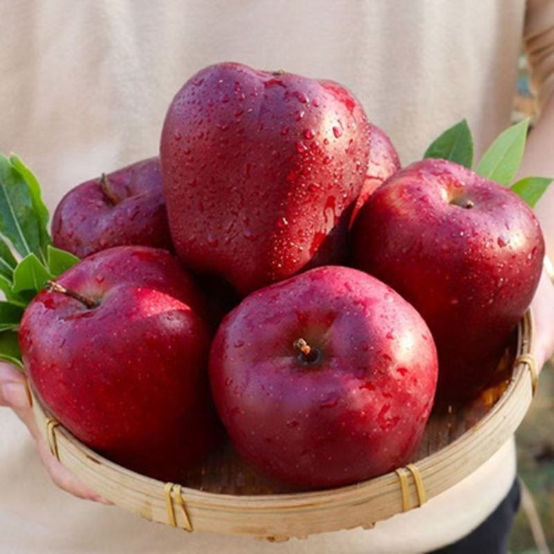【顺丰包邮天水花牛苹果】直脆种植香味沙甜的花牛水分大饱新鲜采摘