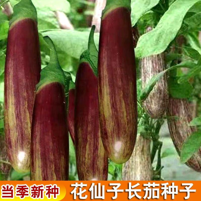 长竹丝茄种籽早杂红竹丝茄种子农家特色蔬菜高产抗病长茄茄孑春季