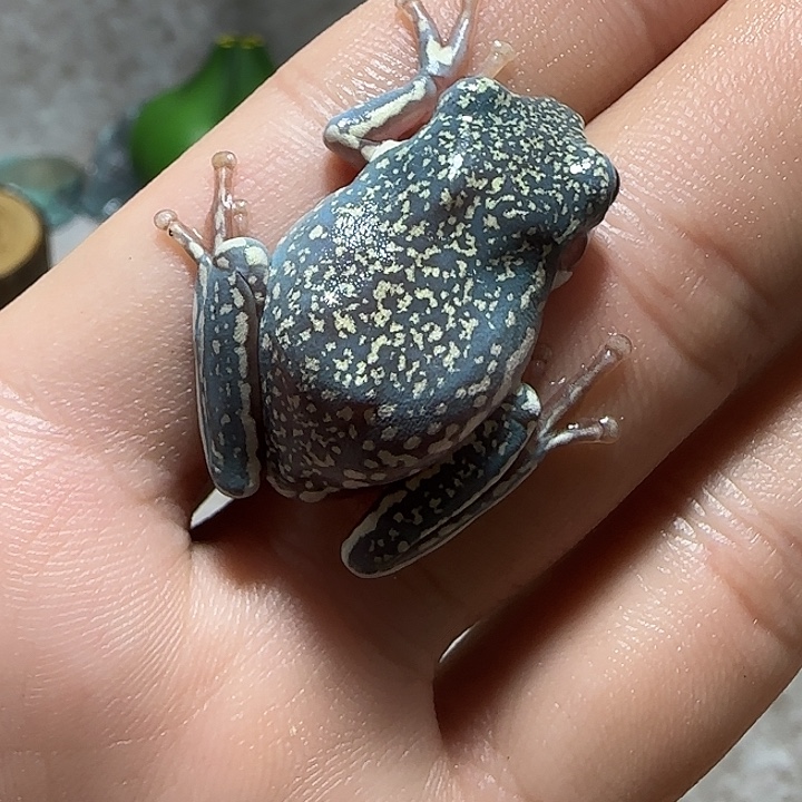 老爷树蛙独臂大侠