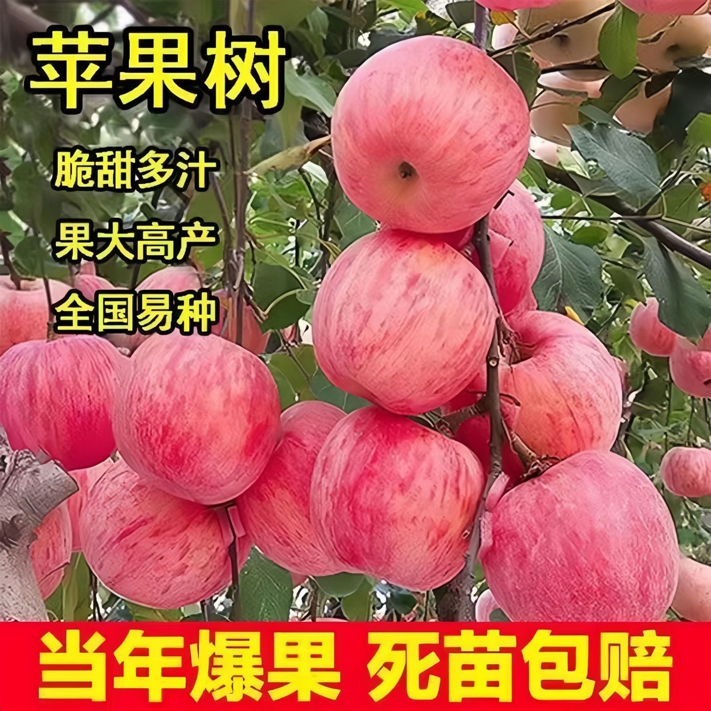 山楂苹果真实树苗果苗基地糖葫芦医院直播现挖山楂树苗现发红苹果