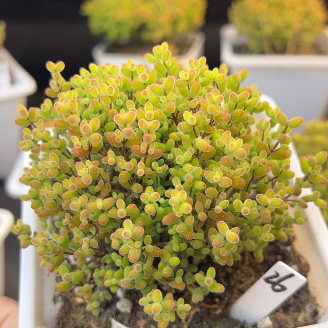 蜜橘糖球26号12cm盆