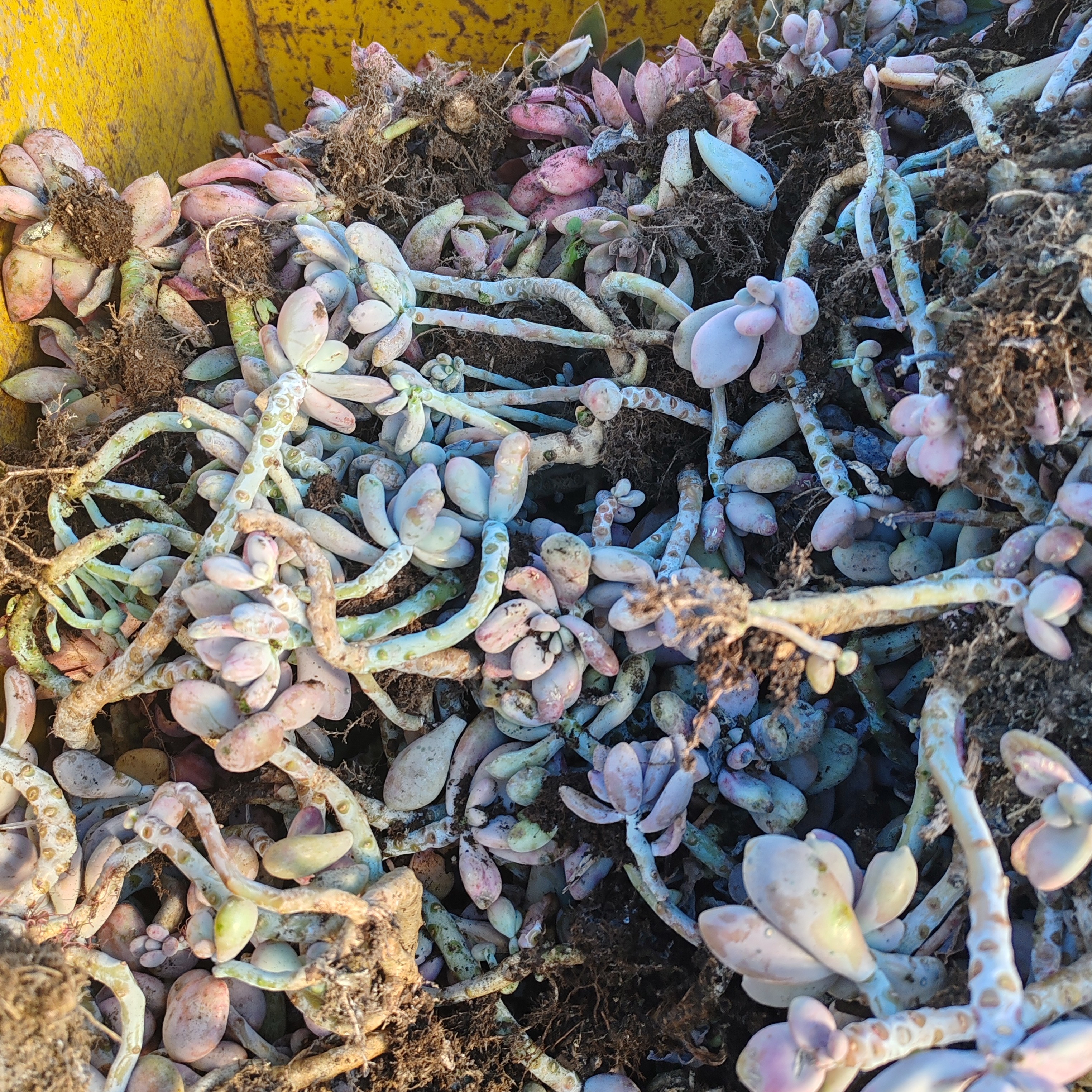 盆栽桃蛋断枝装箱（一单包邮）