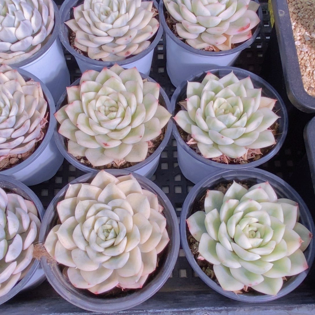 量拍6号 母本月亮仙子锦单头两个