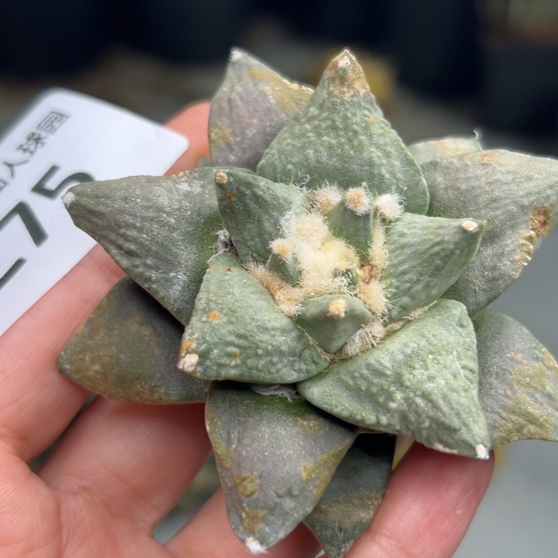 275 仙人球的比赛将