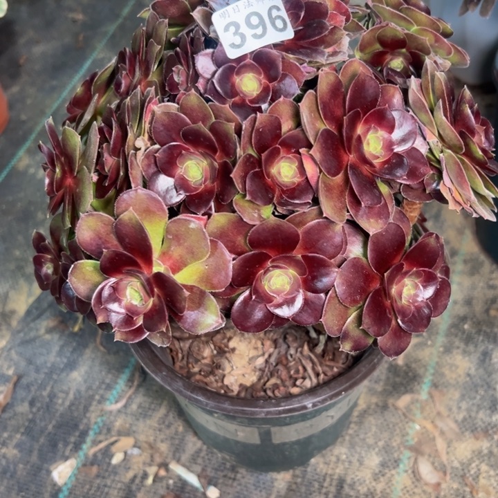 荷兰玫瑰有伤396多肉法师一物一拍