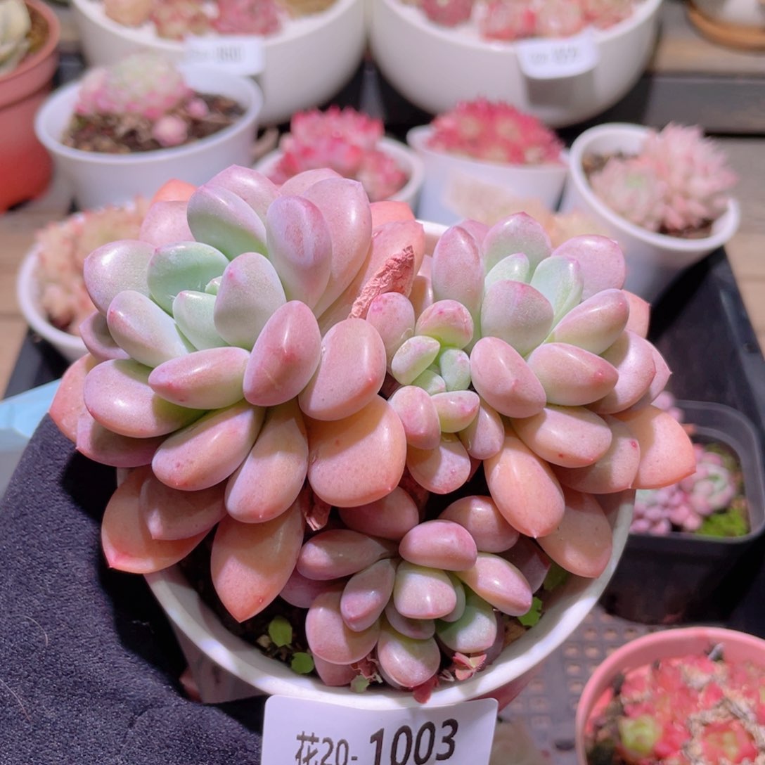 花利美20-1003白鹭
