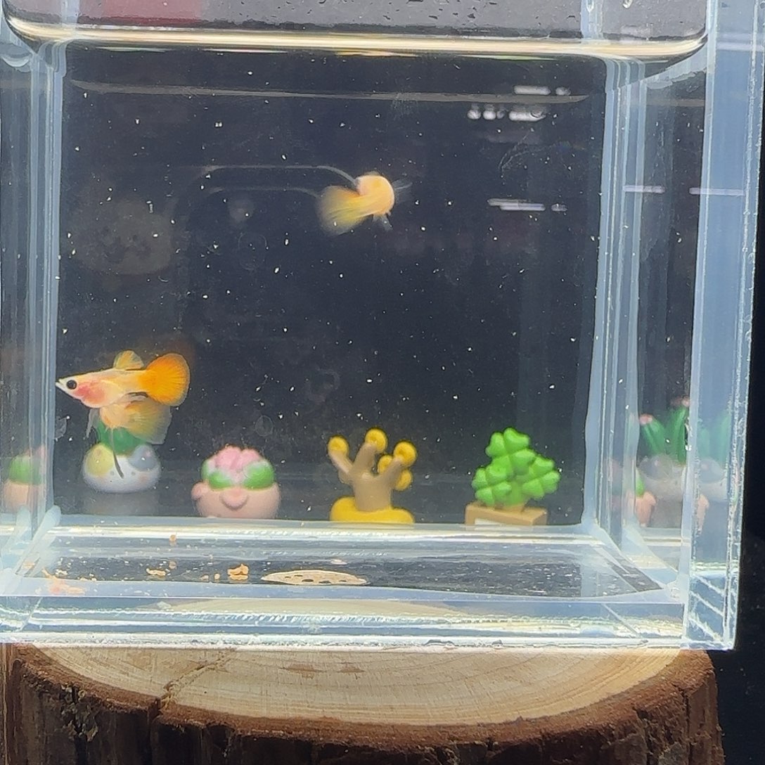孔雀鱼皇家落日短c一组4