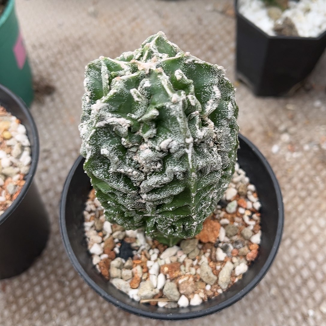 乐***宝无花朵核桃石生跟一颗