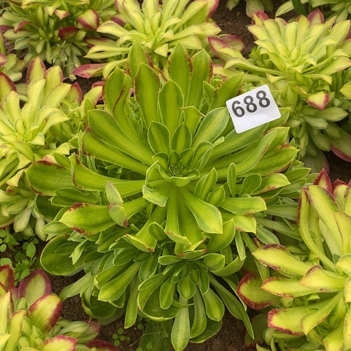 688火焰山手捧多肉