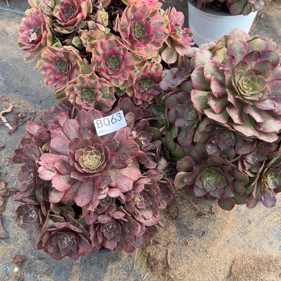 063三颗组合多肉植物