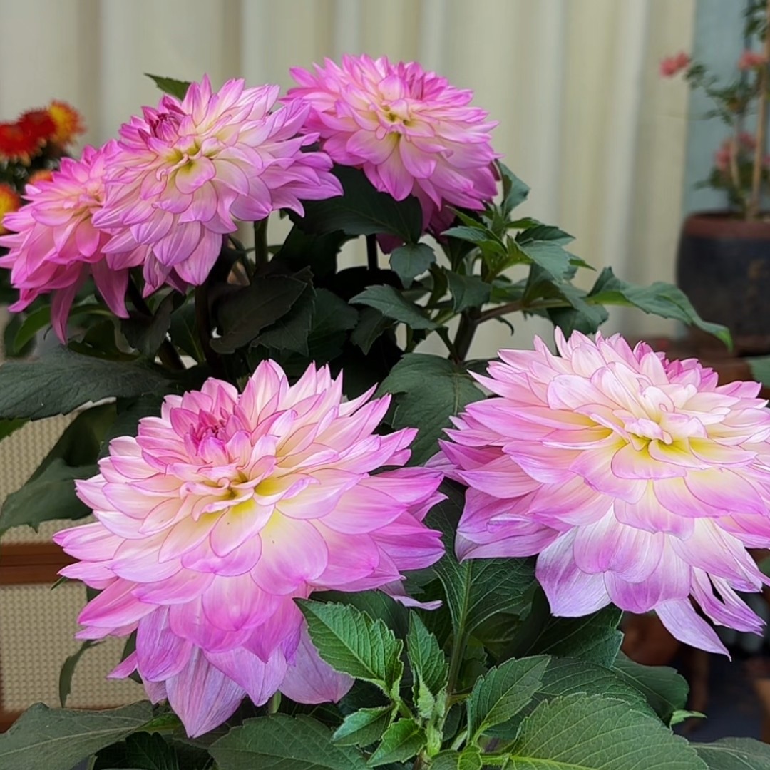 莲花—带花苞重瓣大丽花盆栽南北方均可养殖
