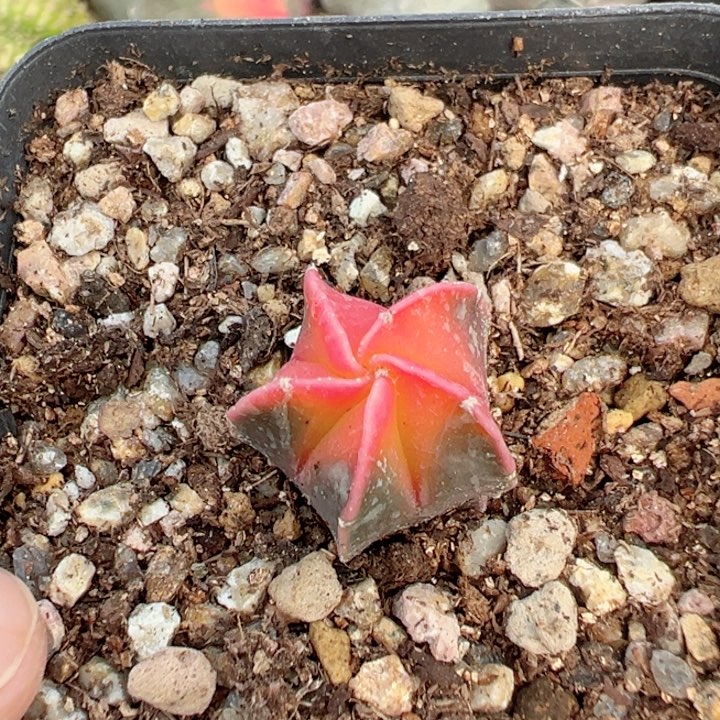 红心栾凤玉锦非常非常好看