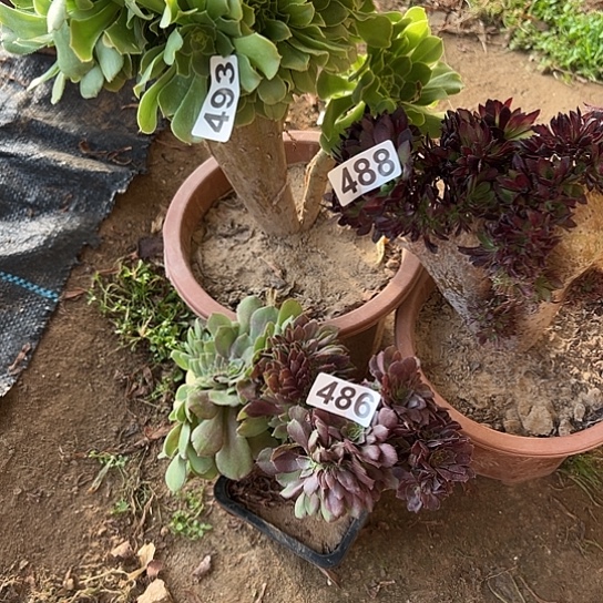 爱***艺多肉植物三个微瑕