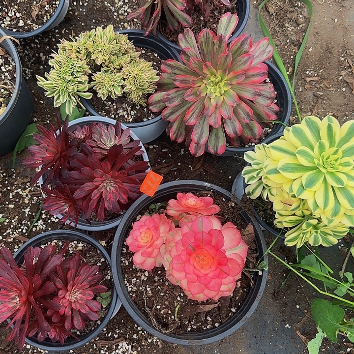 7颗273多肉法师锦1111