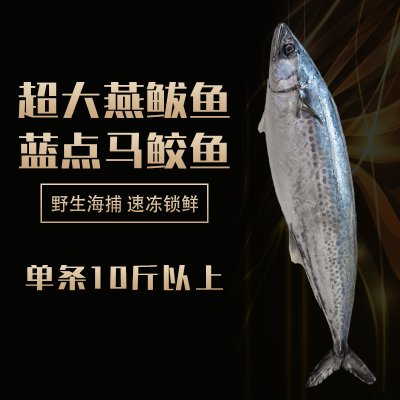 超大特大号燕鲅鱼新鲜野生海捕蓝点马鲛鱼白肚燕尾鱼过节送礼年货