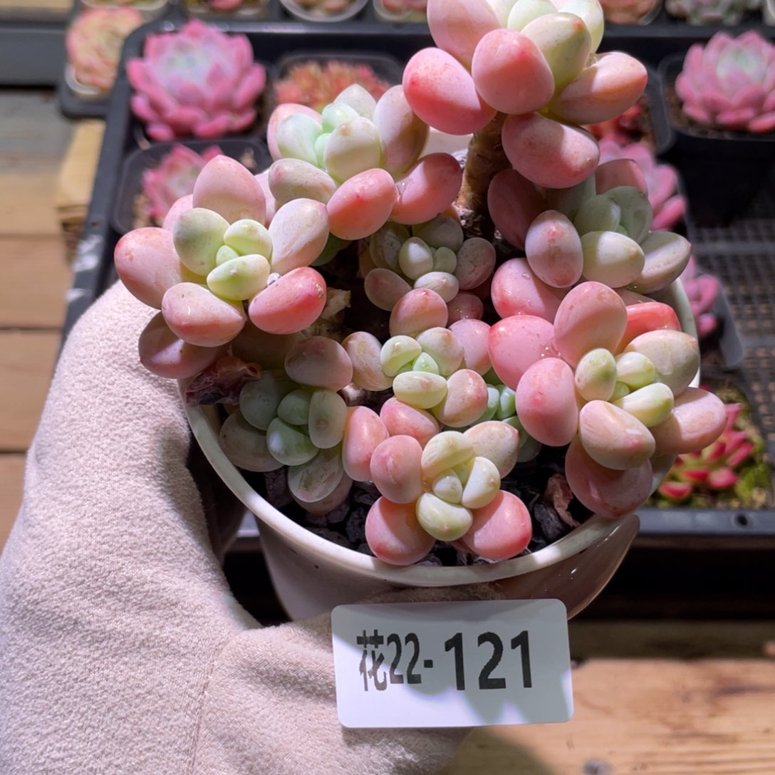 花利美22-121洛神