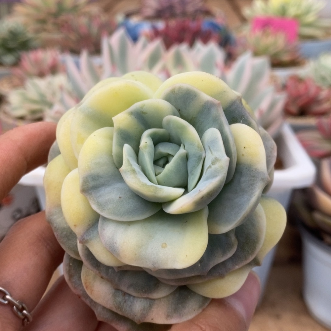 152可爱玫瑰锦锦锦锦锦锦