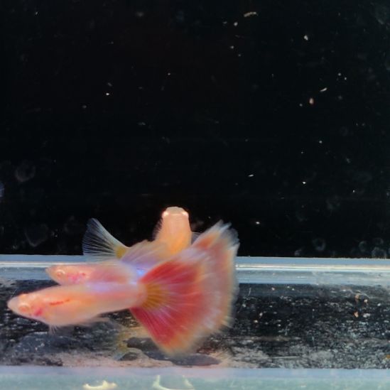 M***s孔雀鱼彩虹天使两对8888