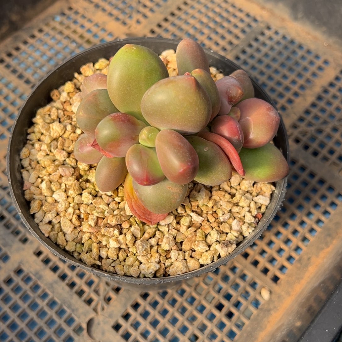 李***。芒果奶一物一拍的