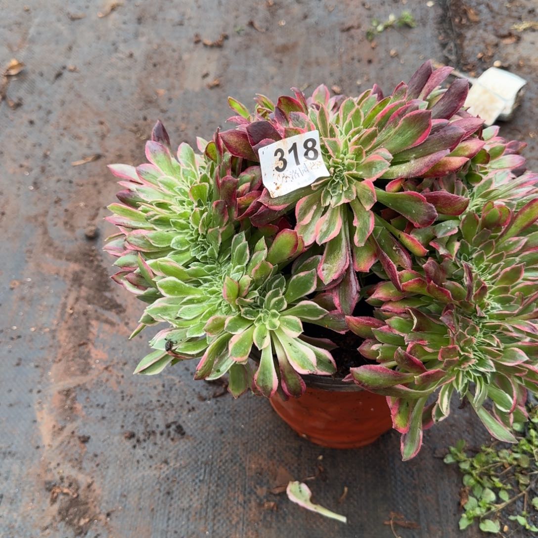 318粉女神缀化多肉植物满28包邮