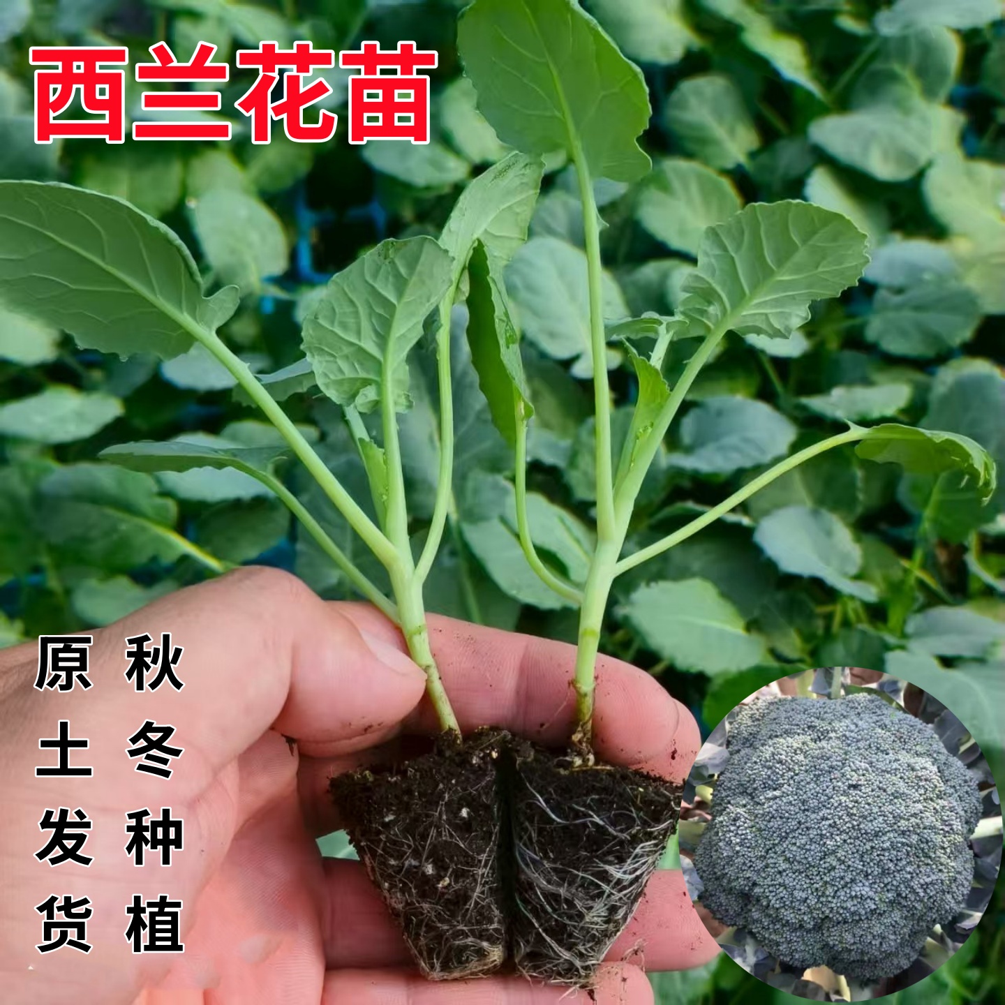 秋冬耐寒西兰花苗秧苗子早熟高产蔬菜苗松花菜甘蓝包菜苗带土发货