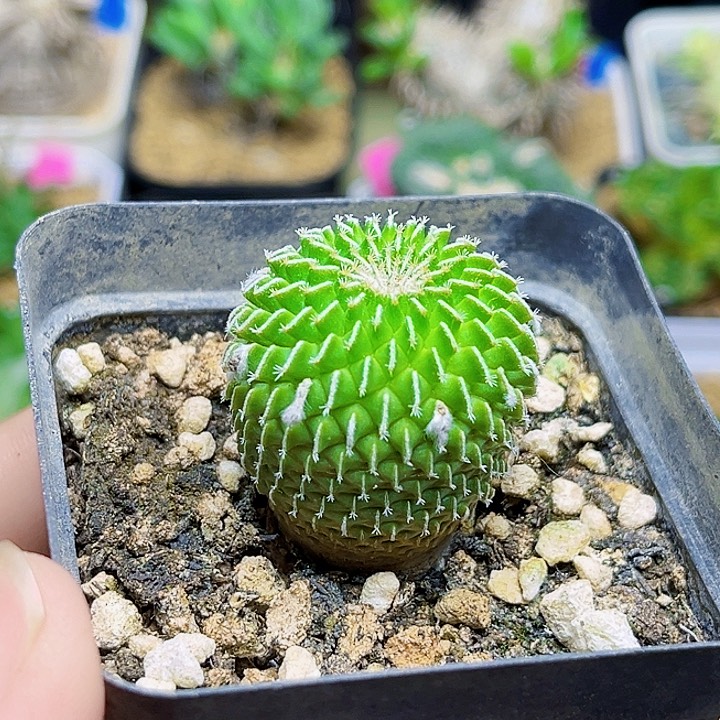 黄体刺缀精巧殿实生球一颗