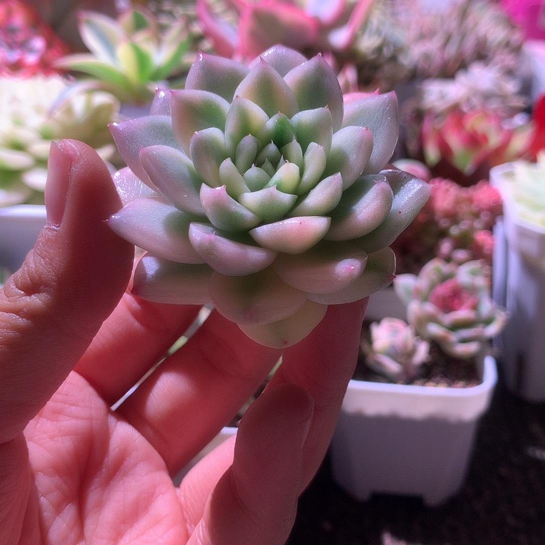 阿尔巴佳人覆轮锦无根