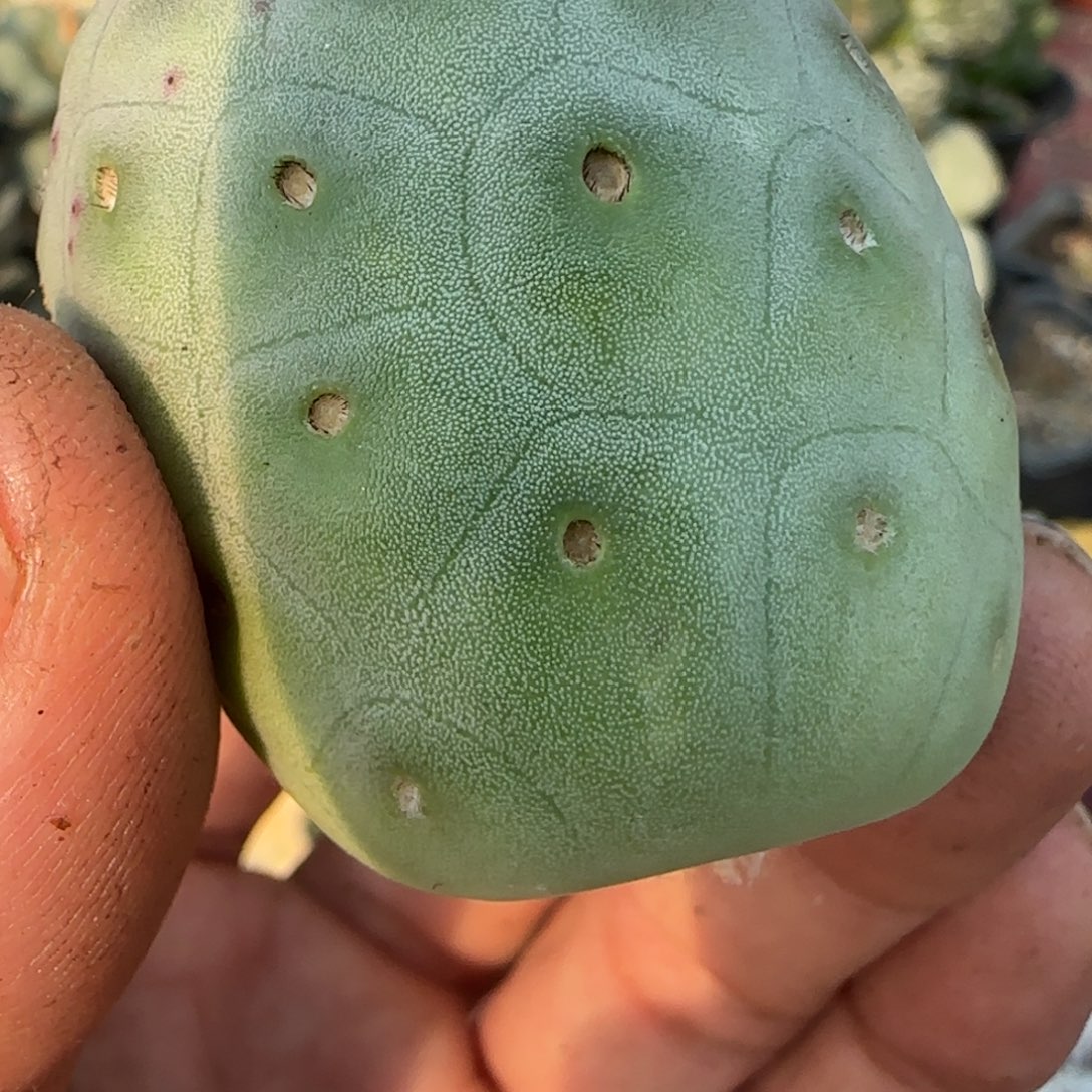 无花朵原地编号洞洞侧牙
