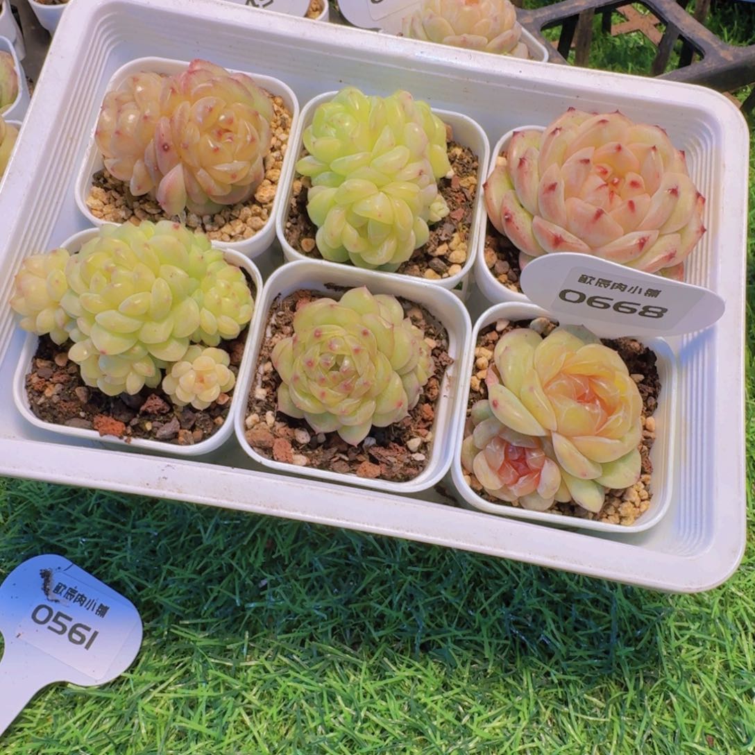 灵***灵多肉植物杂交一筐0668