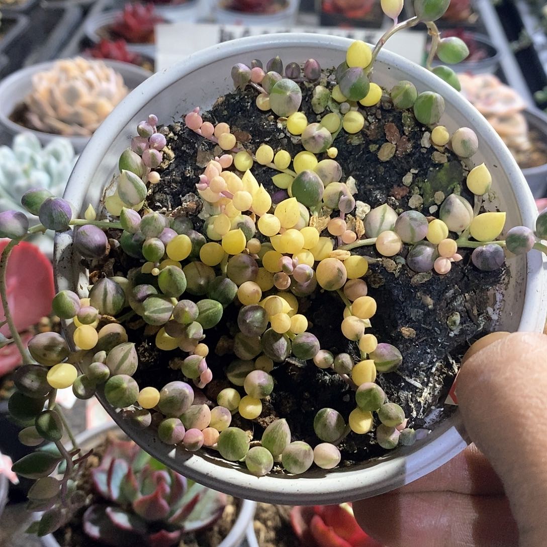 A860精美多肉佛珠锦