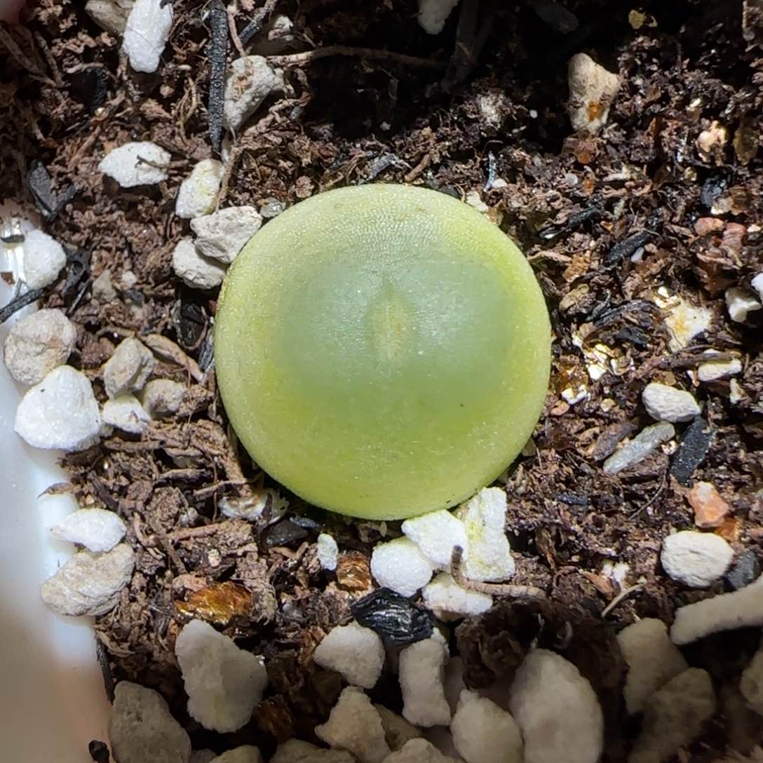 肉锥多肉植物百科-拉登1175