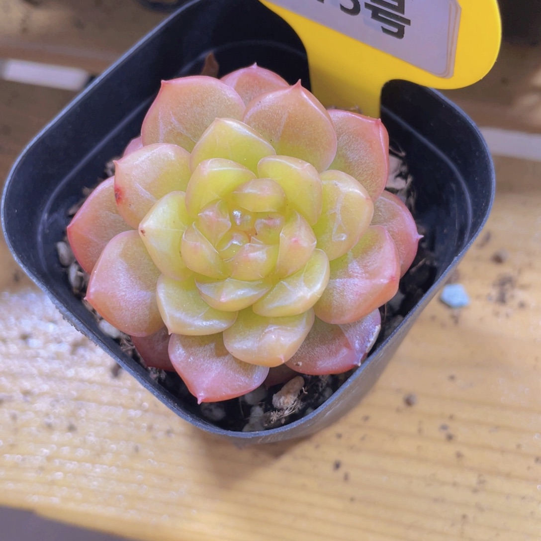 1275号 橘透孤品珍妮