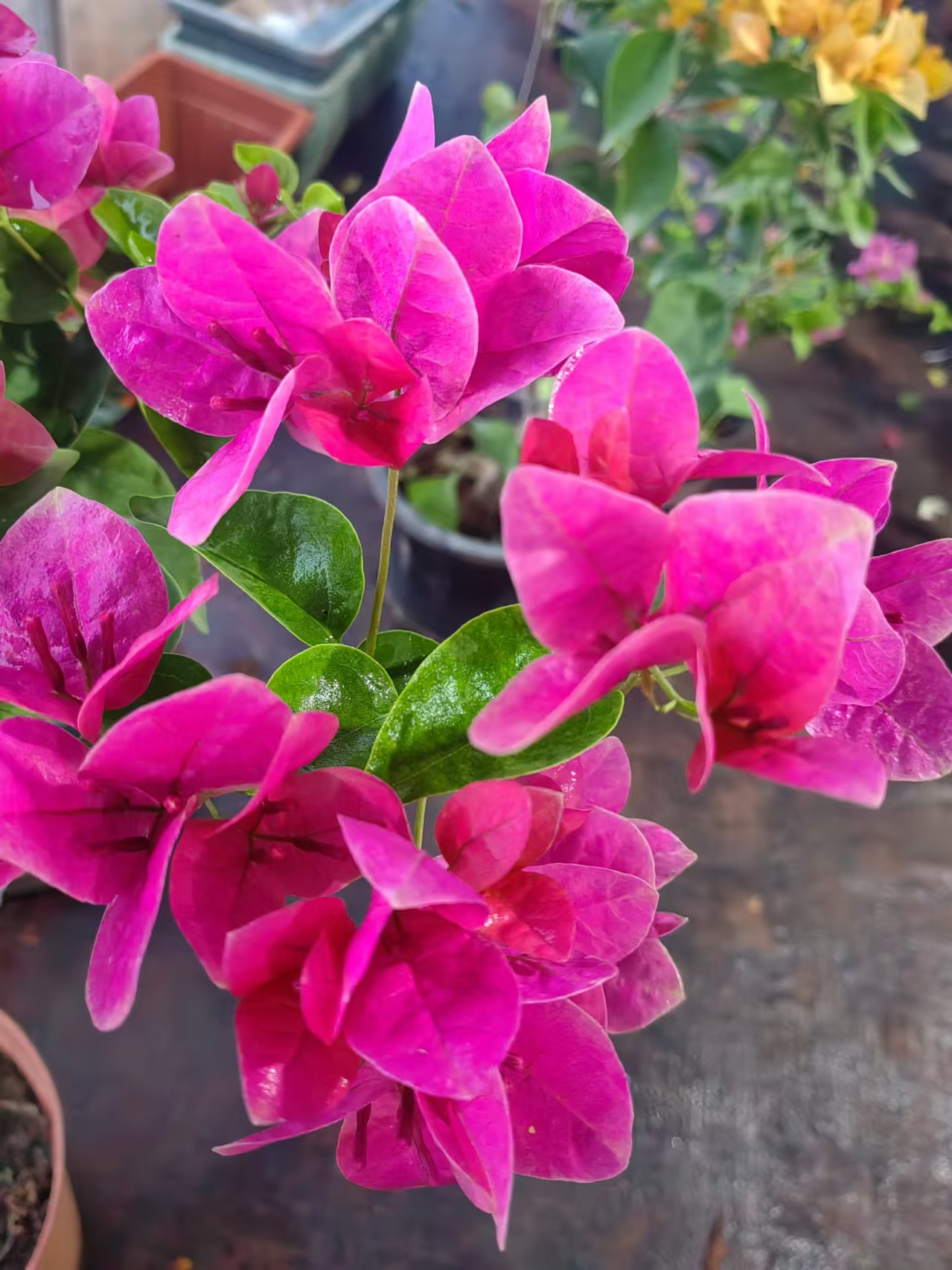 多色三角梅一物一拍(掉花落叶秃干为正常现象，介意勿拍)