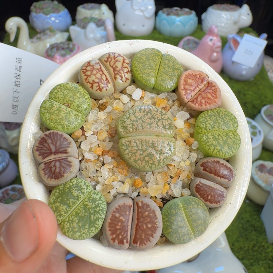 杨***者多肉植物福利冲257