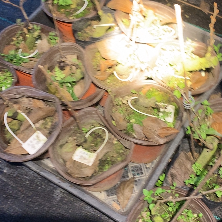 无花朵紫咖嫁接苗22.8