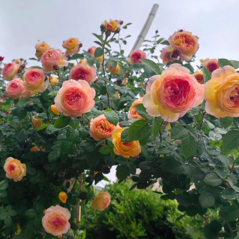 罗曼尼詹森 四季浓香勤花 爬藤月季蔷薇花苗