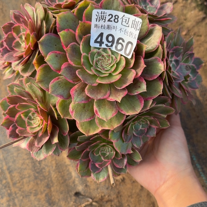 4960花妖不包断枝
