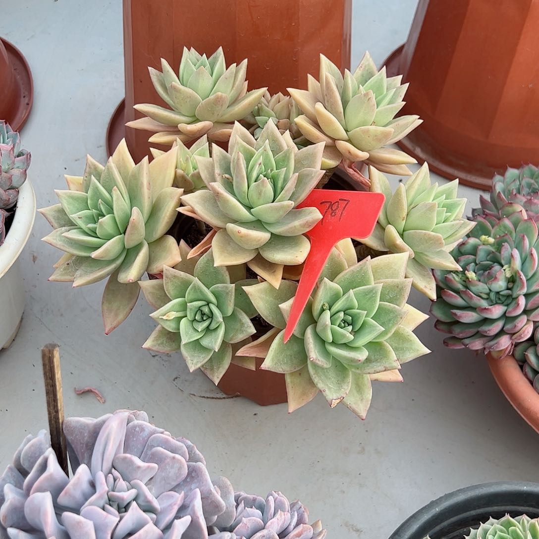 千*787黄金表丽娜多肉植物