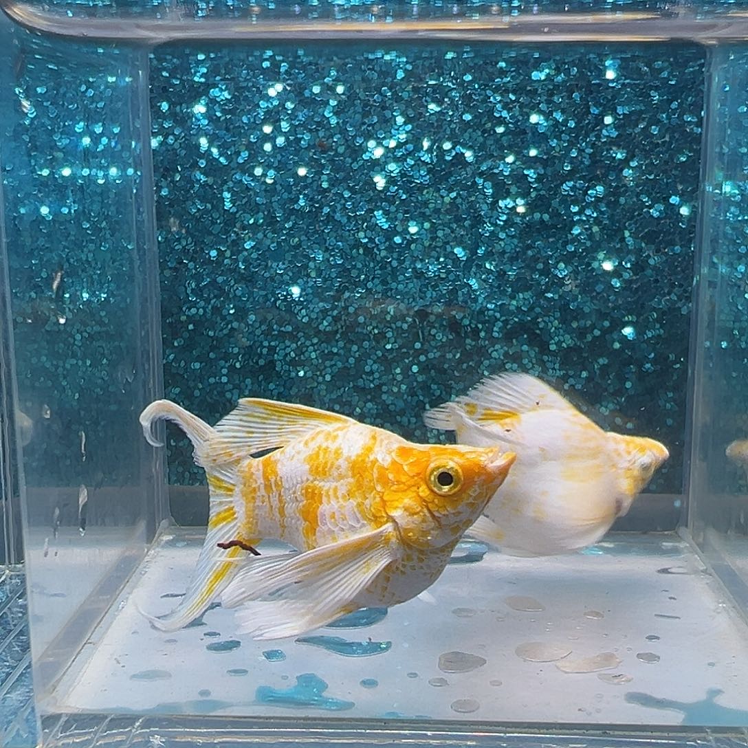 黑玛丽鱼樱花玛丽一对0046