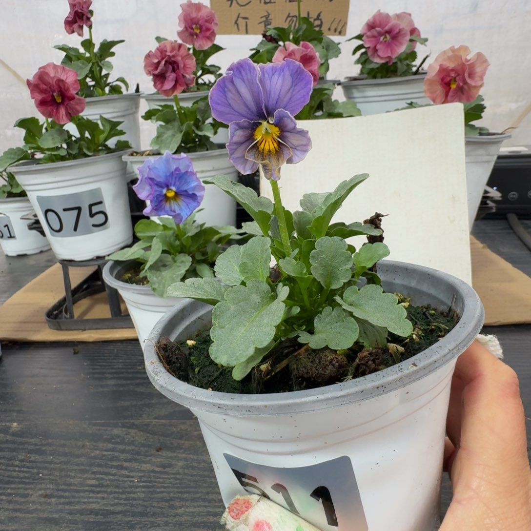 全部花朵511号青金石