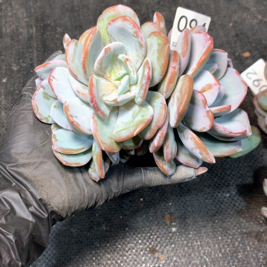 094 不拍冷链不售后