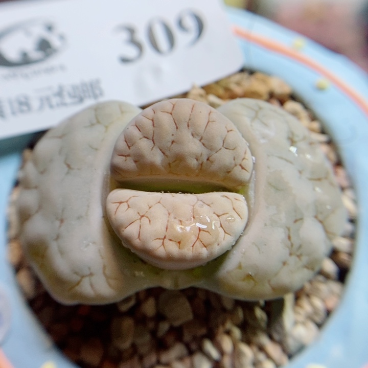 生石花花花花花花309