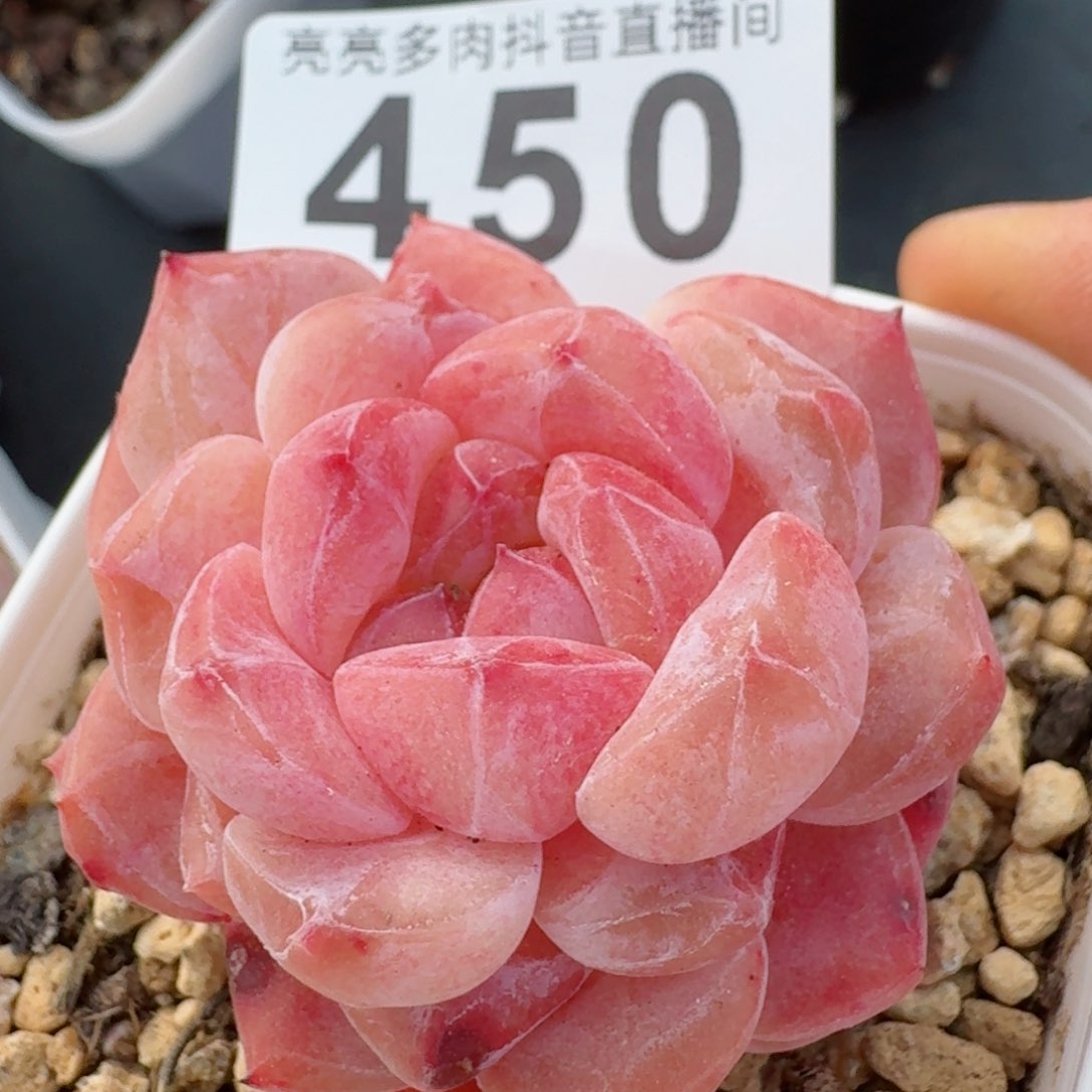 石化冰魄         精品多肉