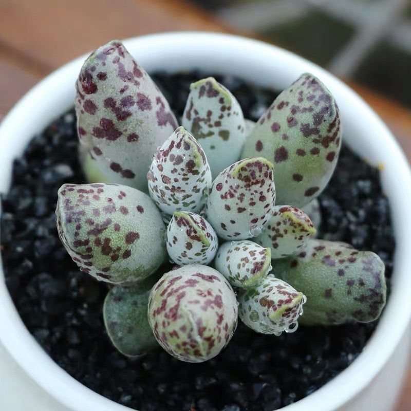 海豹群生多头多肉植物水泡系列【满15.8包邮】