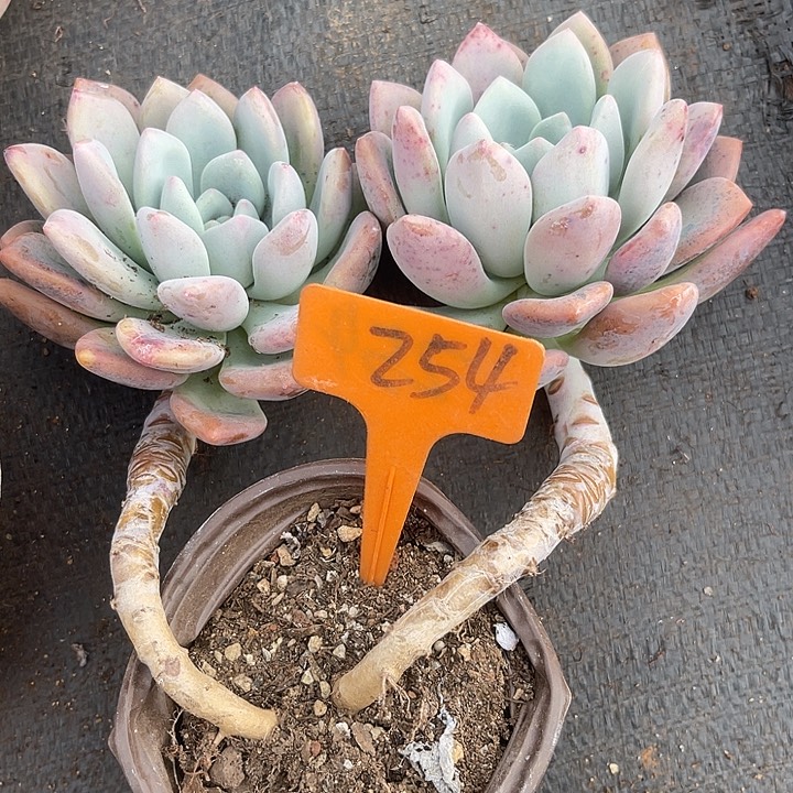 两单包邮，一物一拍254奥普