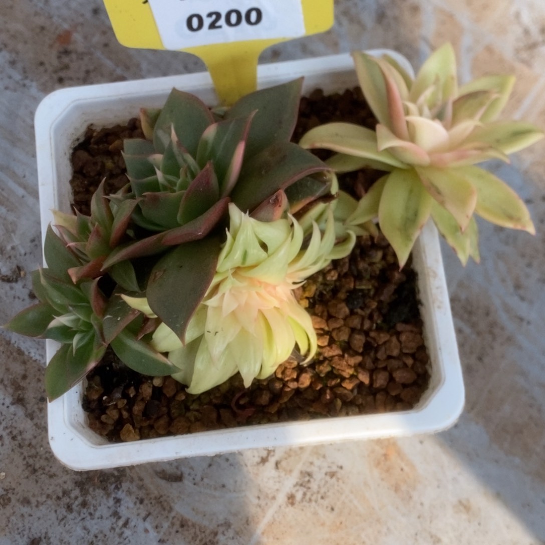 200藏宝图缀化锦锦锦锦