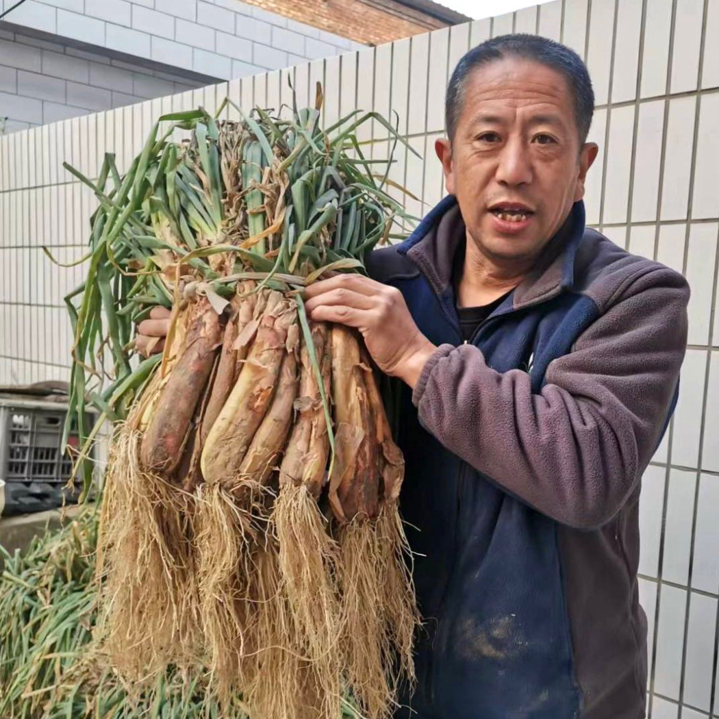 陕北旱地羊粪红葱5斤包邮