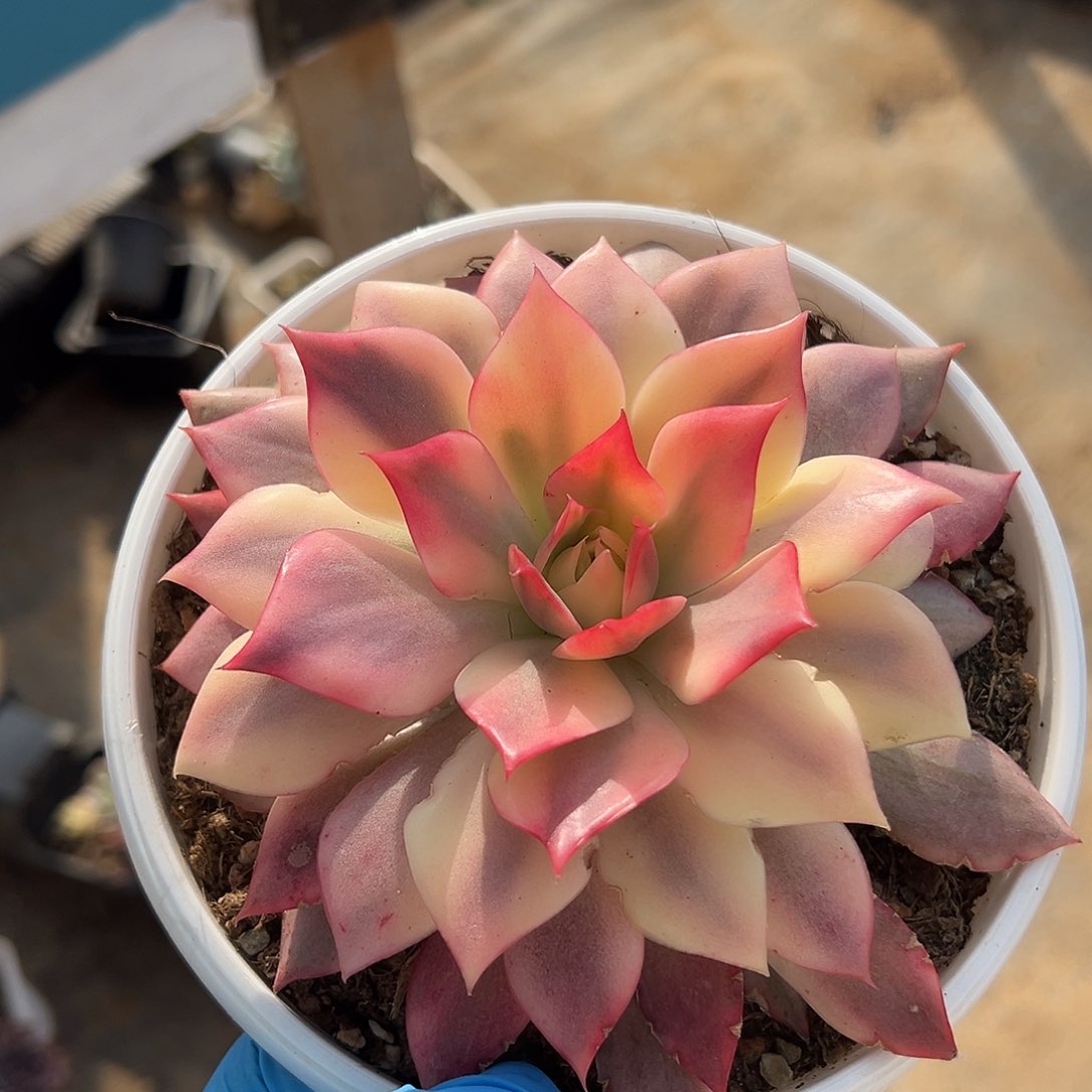 红宝莲灯覆轮锦，带覆轮侧头