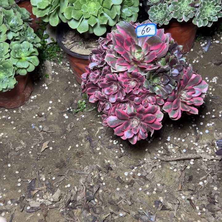 多肉植物粉女妖60