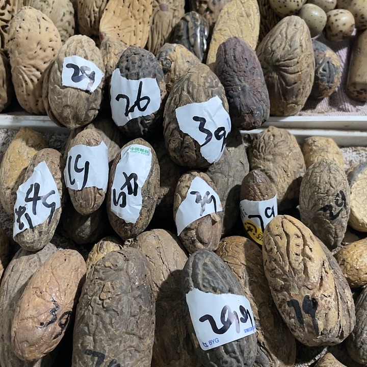 小***虫千眼菩提刷果老果